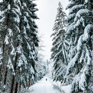Plakat Zimowy las