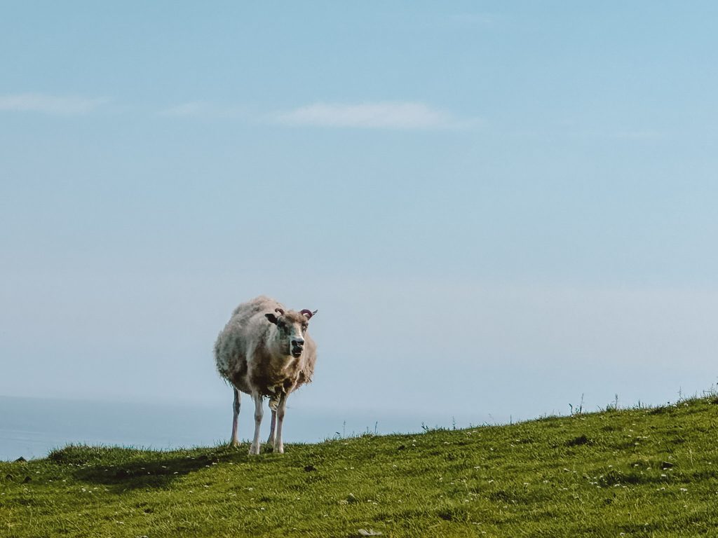 Wyspy Owcze plan zwiedzania