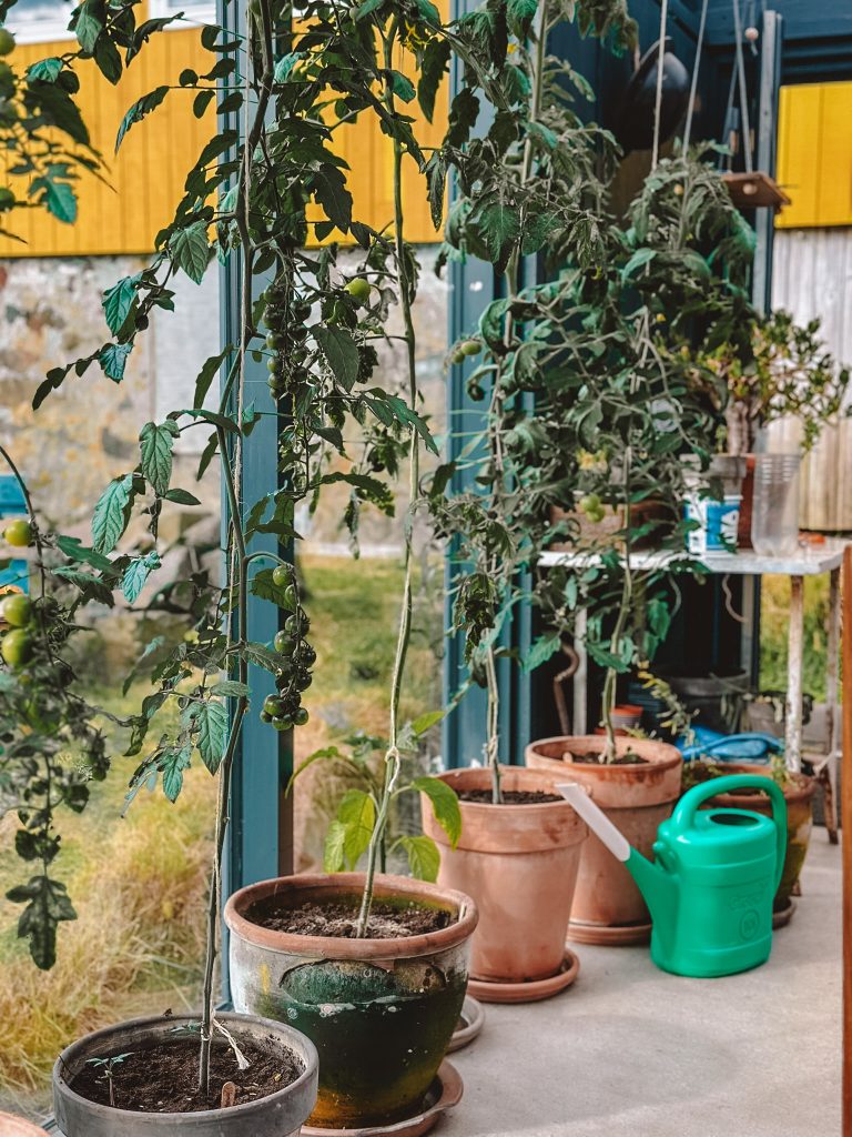 Wyspy Owcze gdzie zjeść