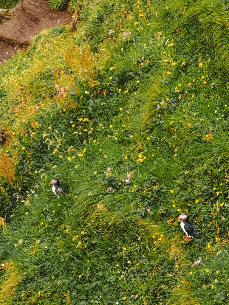 Wyspy Owcze maskonury