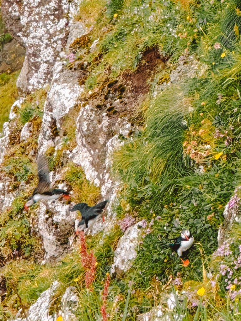 Wyspy Owcze maskonury