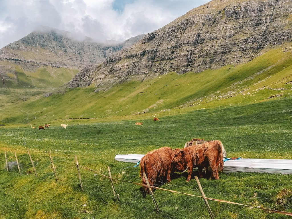 Wyspy Owcze wycieczka