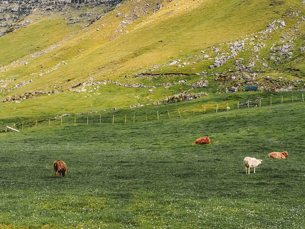 Wyspy Owcze wycieczka